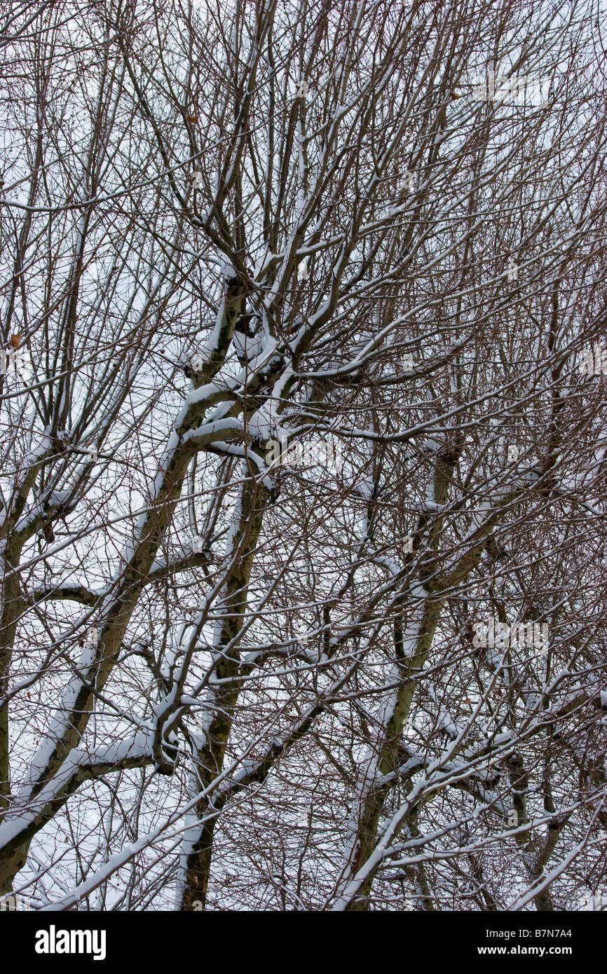 La neve cade nel Regno Unito Foto Stock