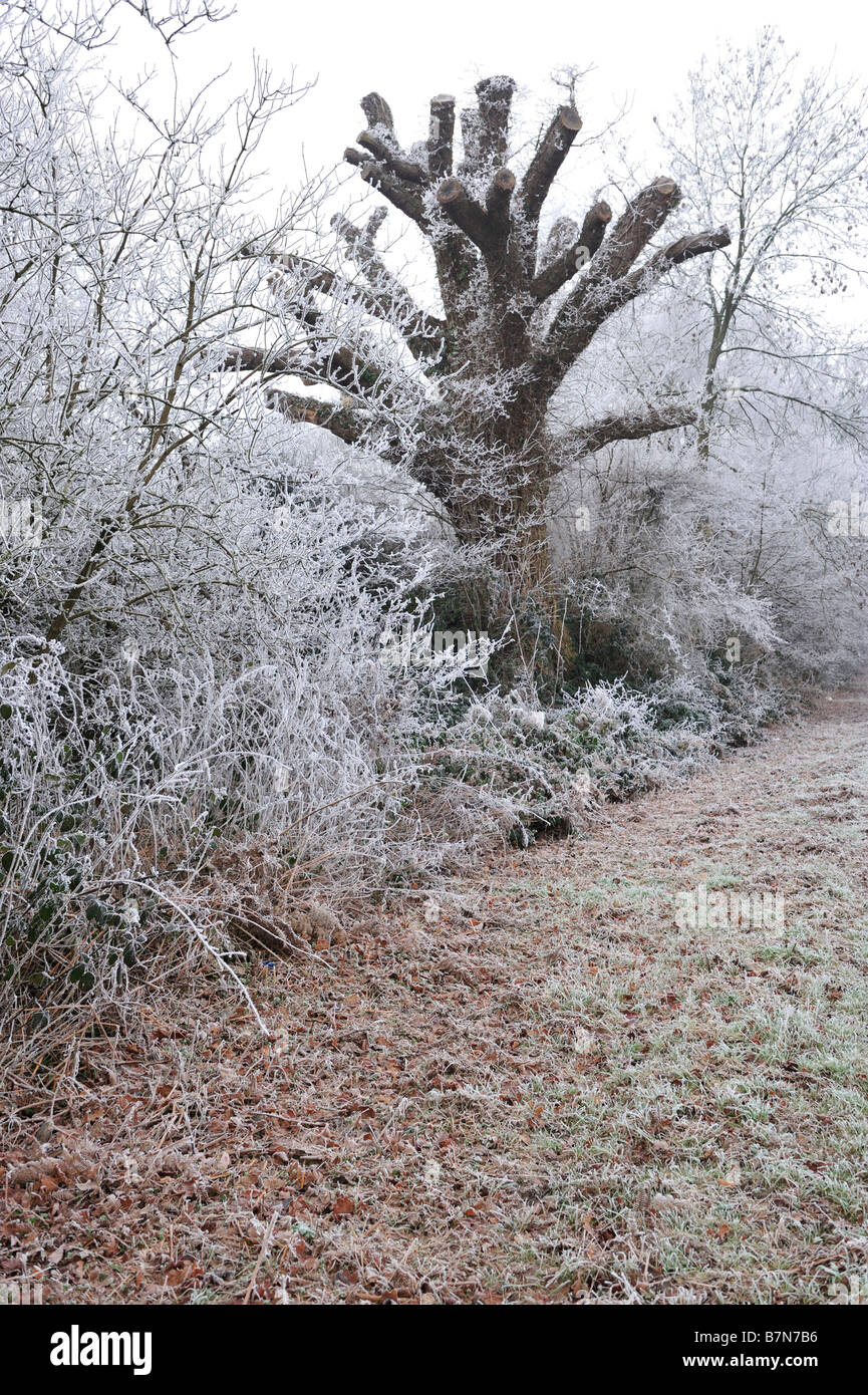 Un albero morto dal lato di un legno dopo un pesante veary frost Foto Stock