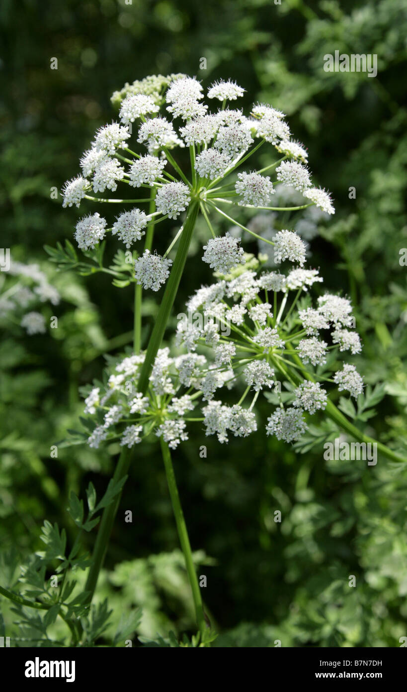 La cicuta acqua Dropwort, Oenanthe crocata, Apiaceae Foto Stock