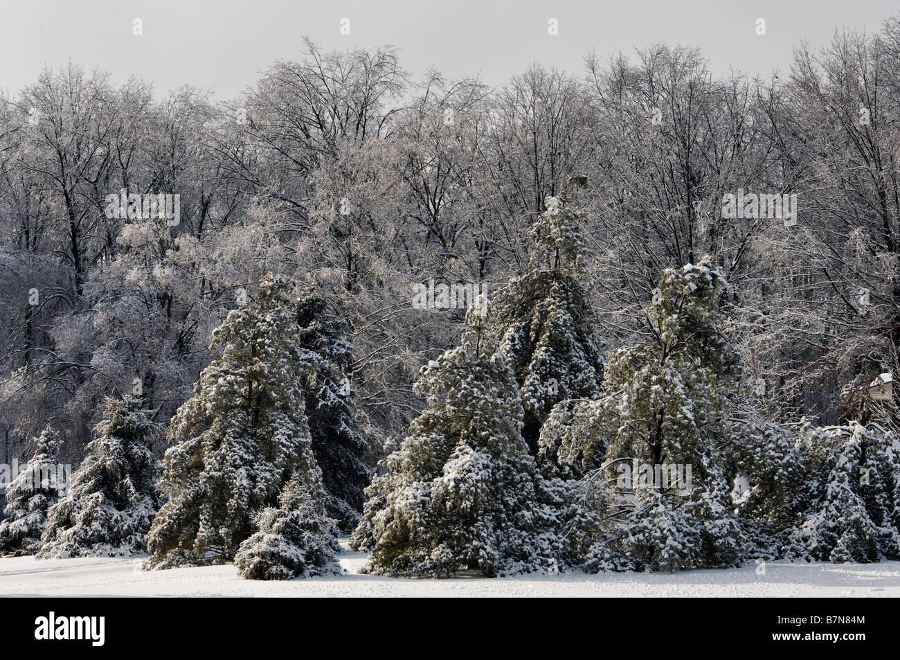 Neve e ghiaccio coperto da alberi di pino in Meade County Kentucky Foto Stock