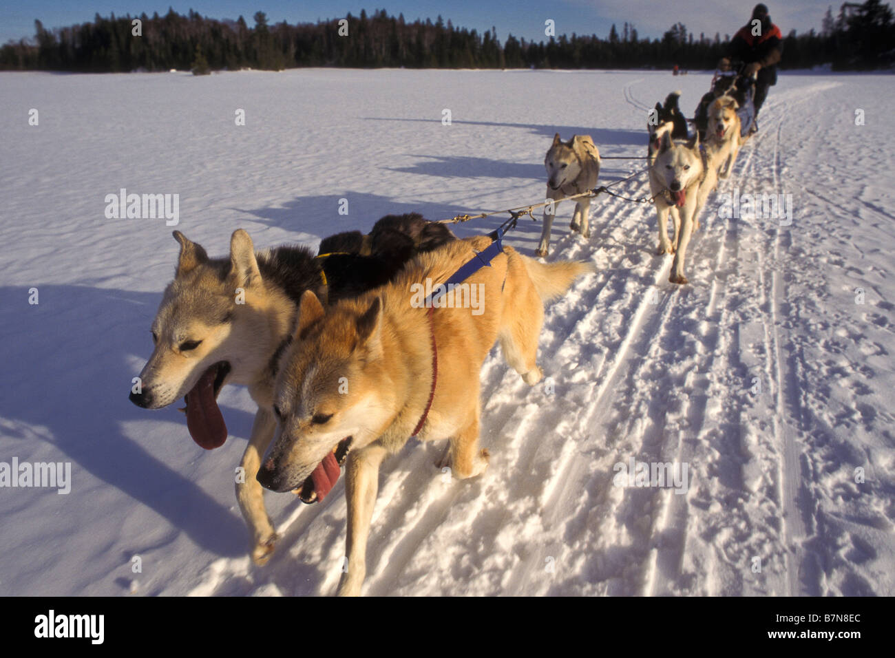 Squadre da Arleigh Jorgenson Sled Dog avventure poltiglia attraverso acque di confine canoa Area Wilderness, Grand Marais, Minnesota. Foto Stock