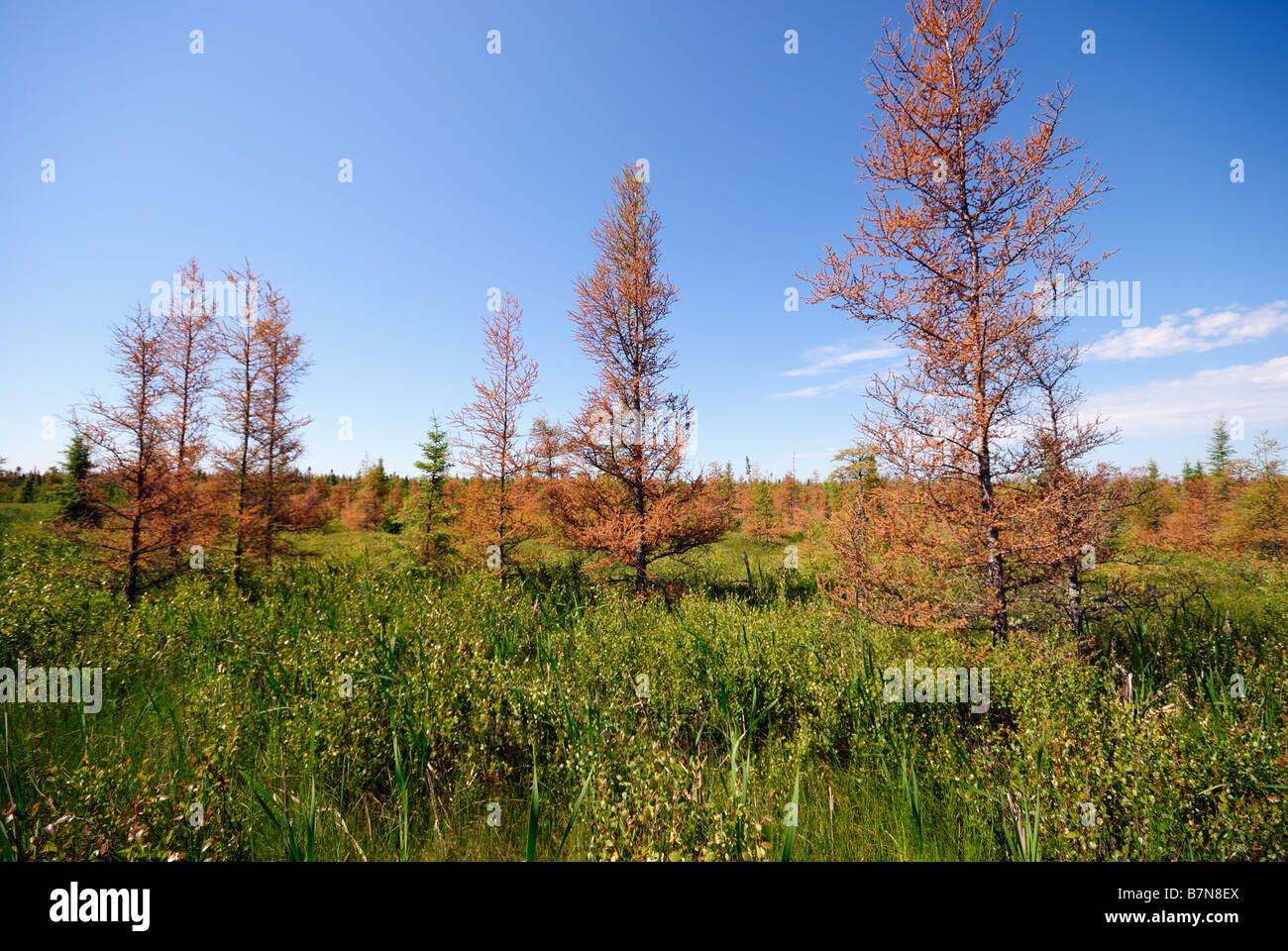 Larix laricina Larice americano Foto Stock