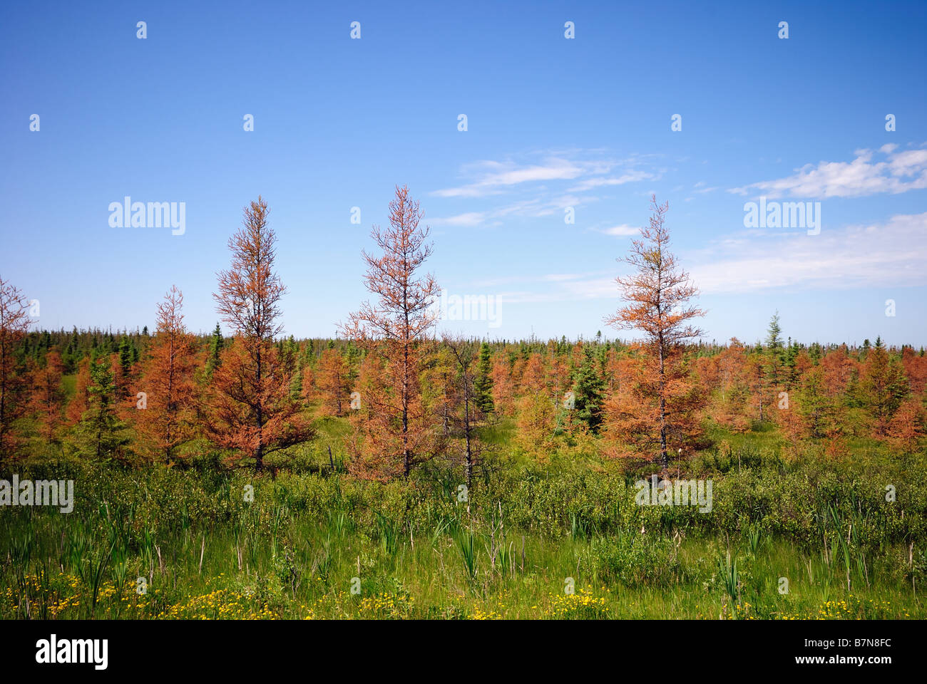 Larix laricina Larice americano Foto Stock