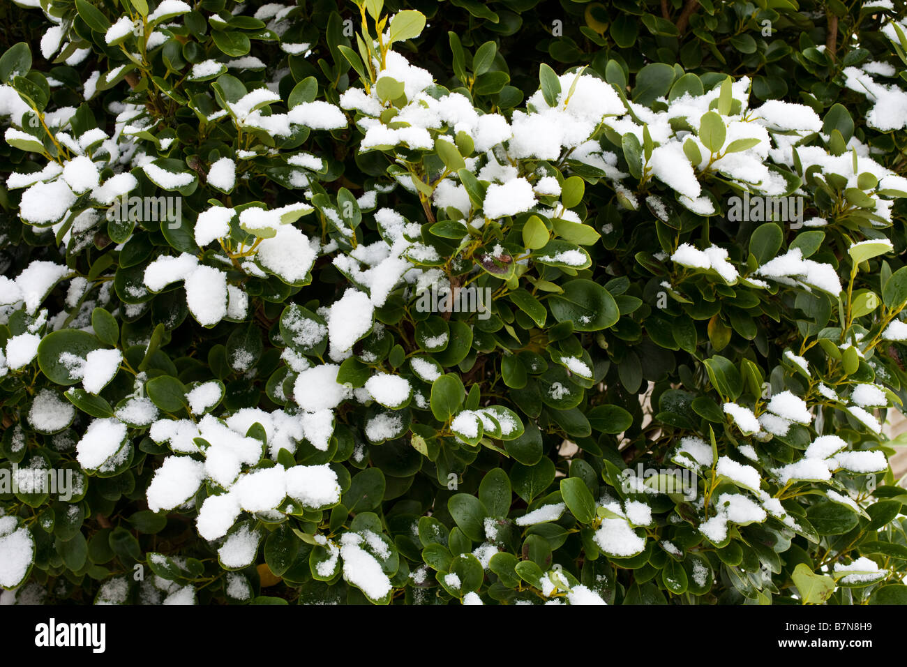 Giardino di arbusti con foglie coperte di neve invernale Foto Stock