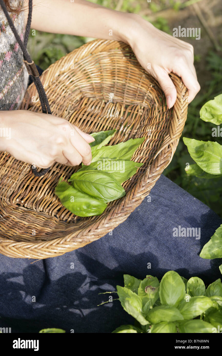 Organico raccolto di basilico Foto Stock