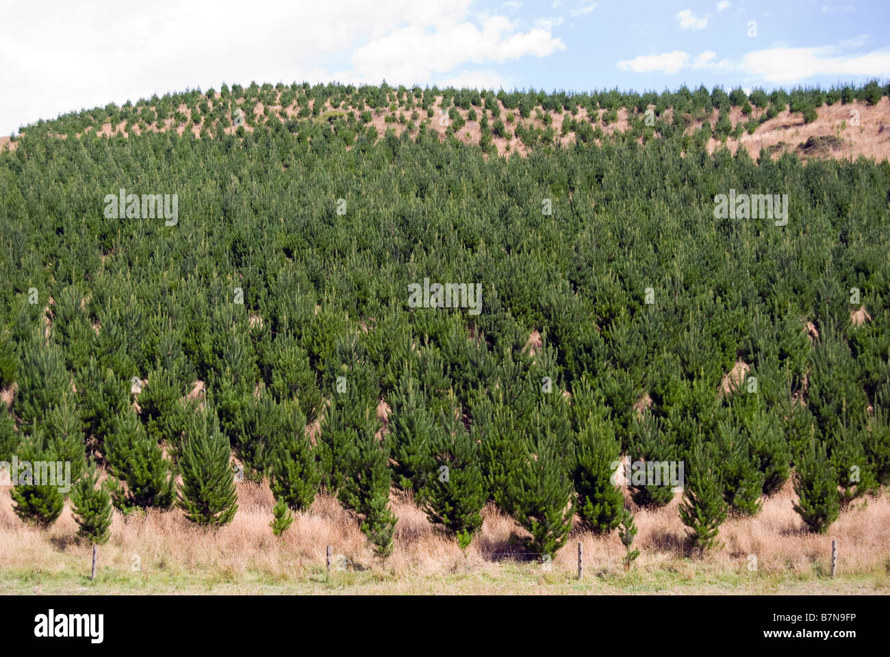 Appena piantati alberi di pino, Gebbies Pass, Penisola di Banks, Canterbury, Nuova Zelanda Foto Stock