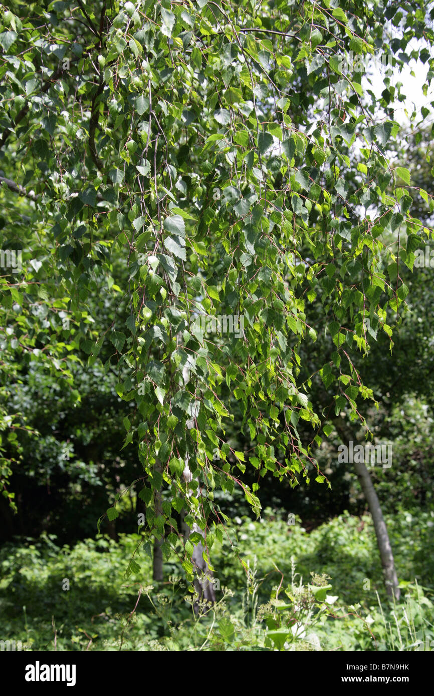 Argento Betulla foglie, Betula pendula, Betulaceae Foto Stock