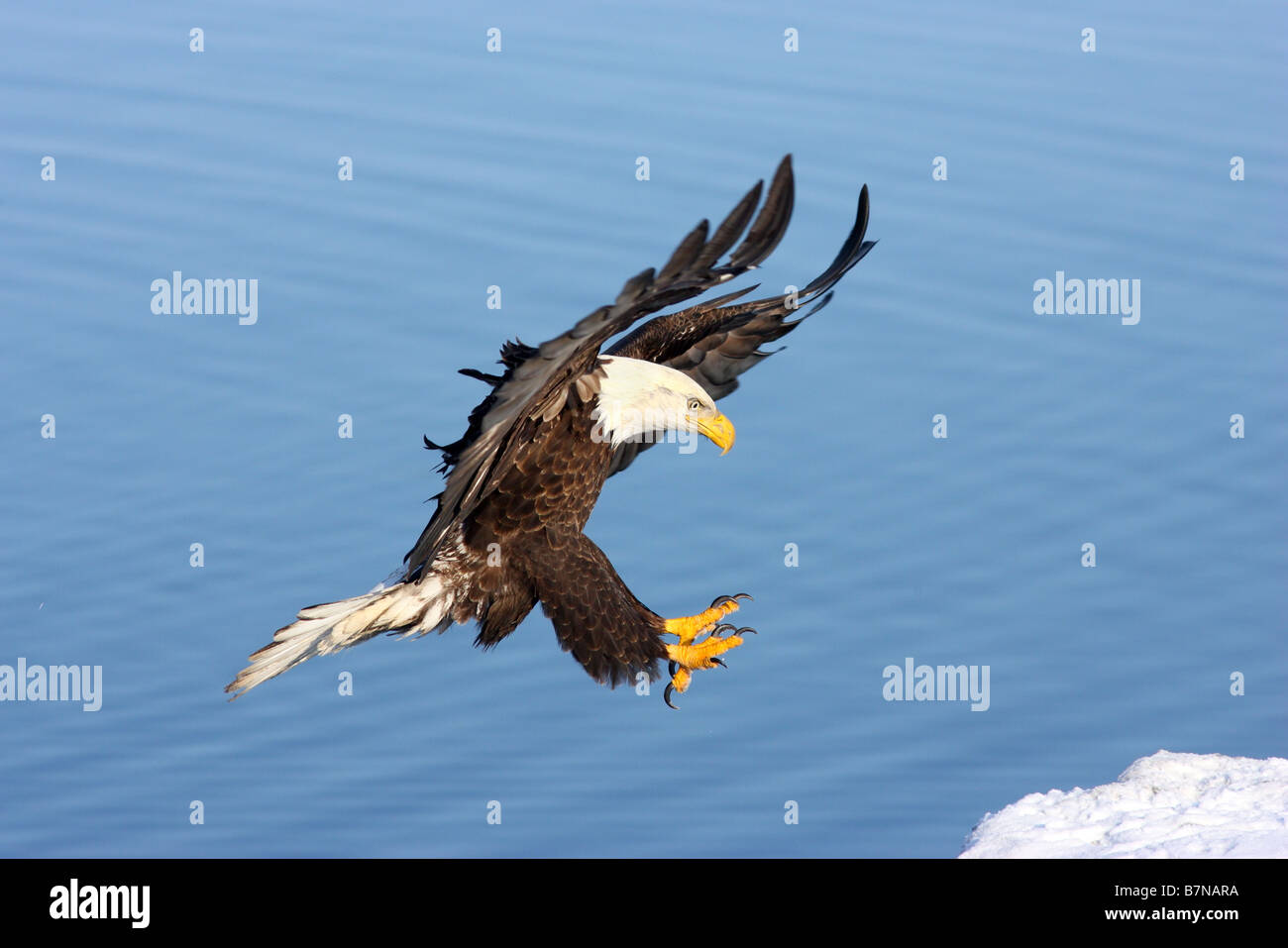Aquila calva Haliaeetus leucocephalus Homer Alaska Stati Uniti febbraio adulto lo sbarco su ghiaccio Accipitridae Foto Stock