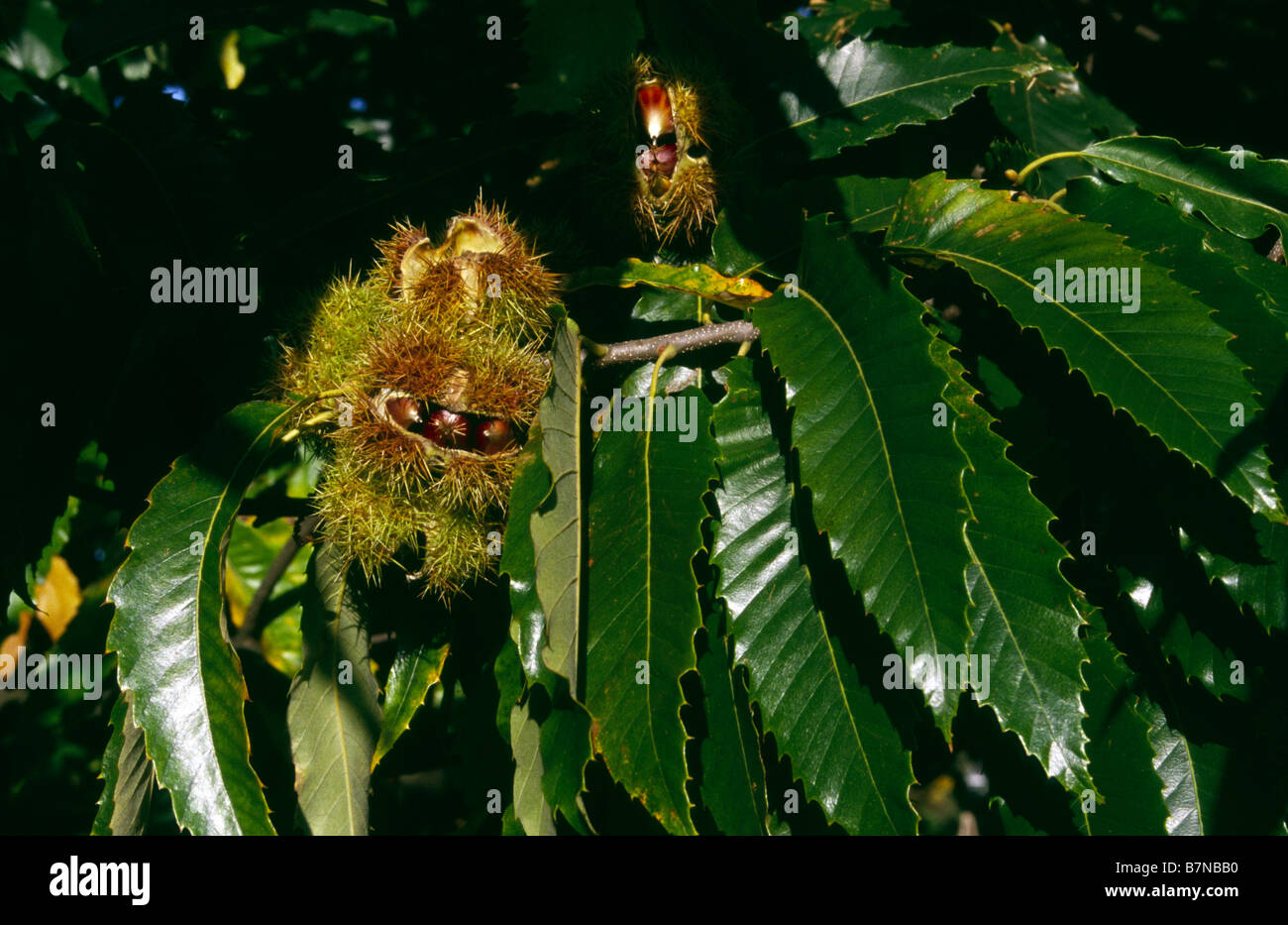 Sweet Chestnut Castanea Sativa Fagaceae Kew Gardens Surrey Foto Stock