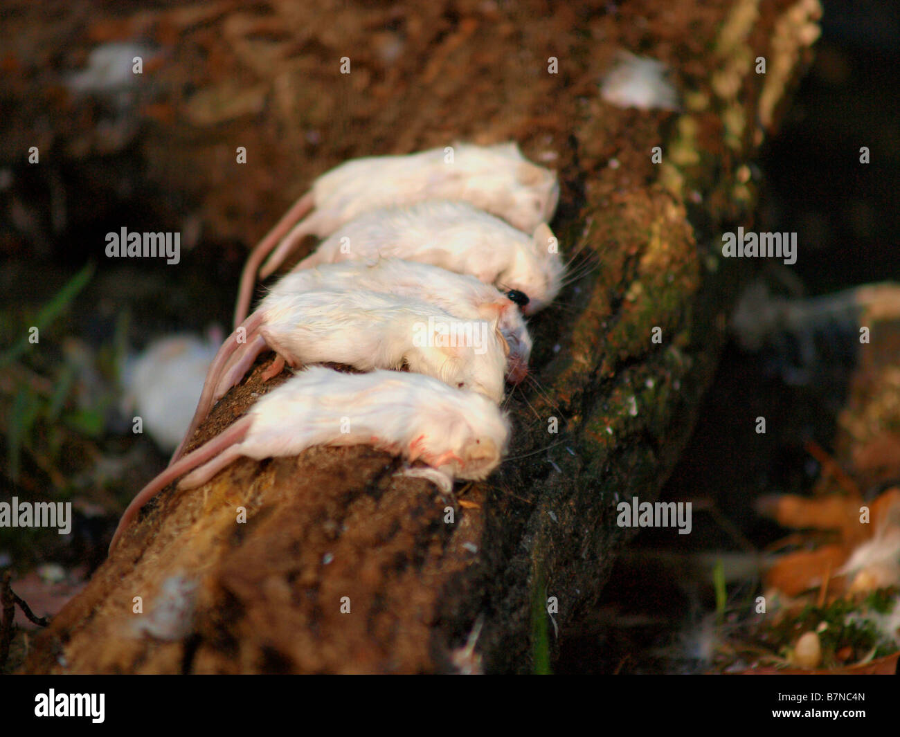 Topi alimentatore in una gabbia di predator presso il Bronx Zoo di New York City. Foto Stock