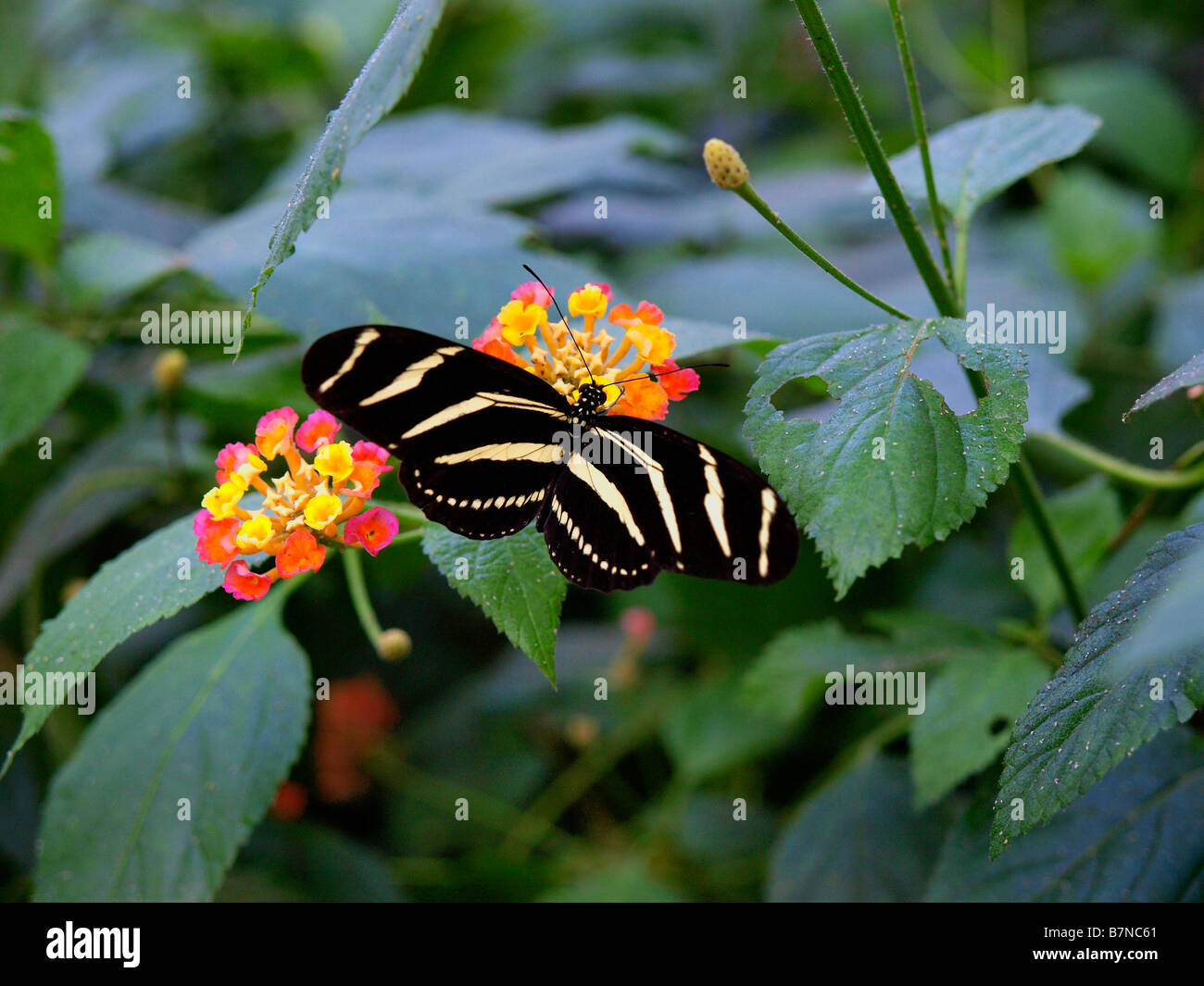Zebra Longwing Butterfly (heliconius charitonia) presso il Bronx Zoo giardino delle farfalle. Foto Stock