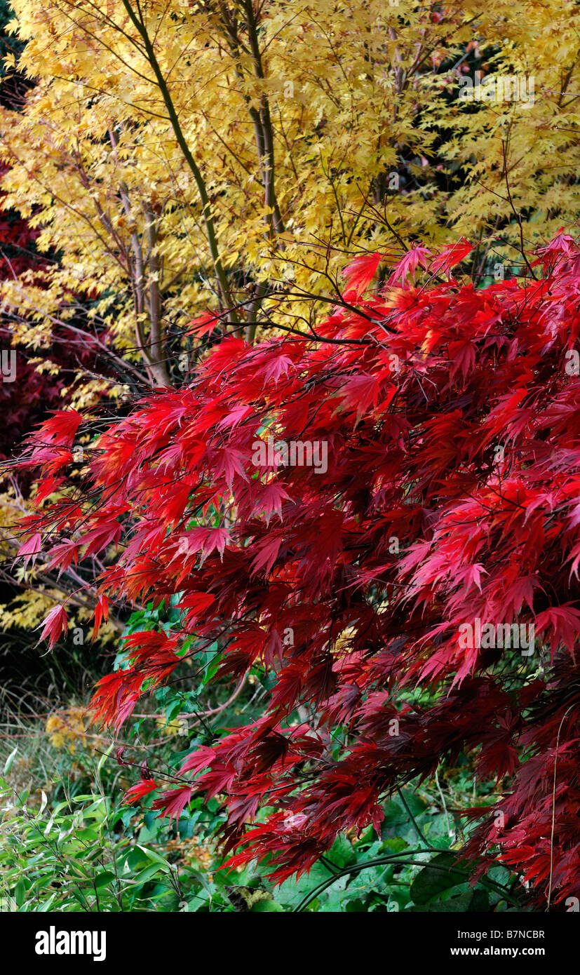 Fiery giallo rosso di colore arancio acer palmatum albero autunno autunnale di colore colore caduta piccole Foto Stock