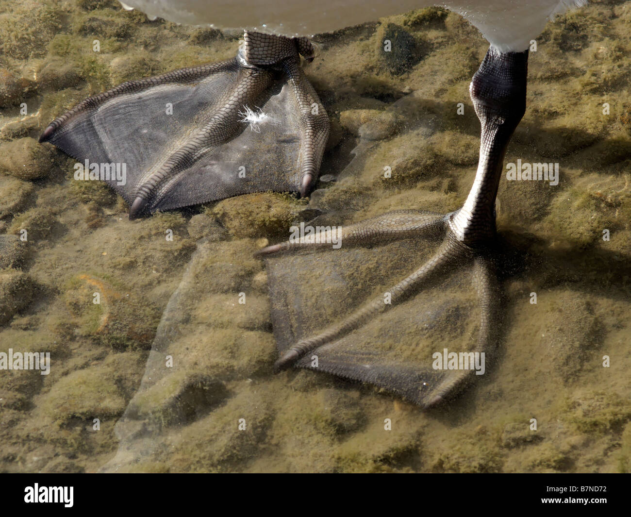 I piedi di un bianco Cigno sommerso in acqua Cygnus olor Foto Stock
