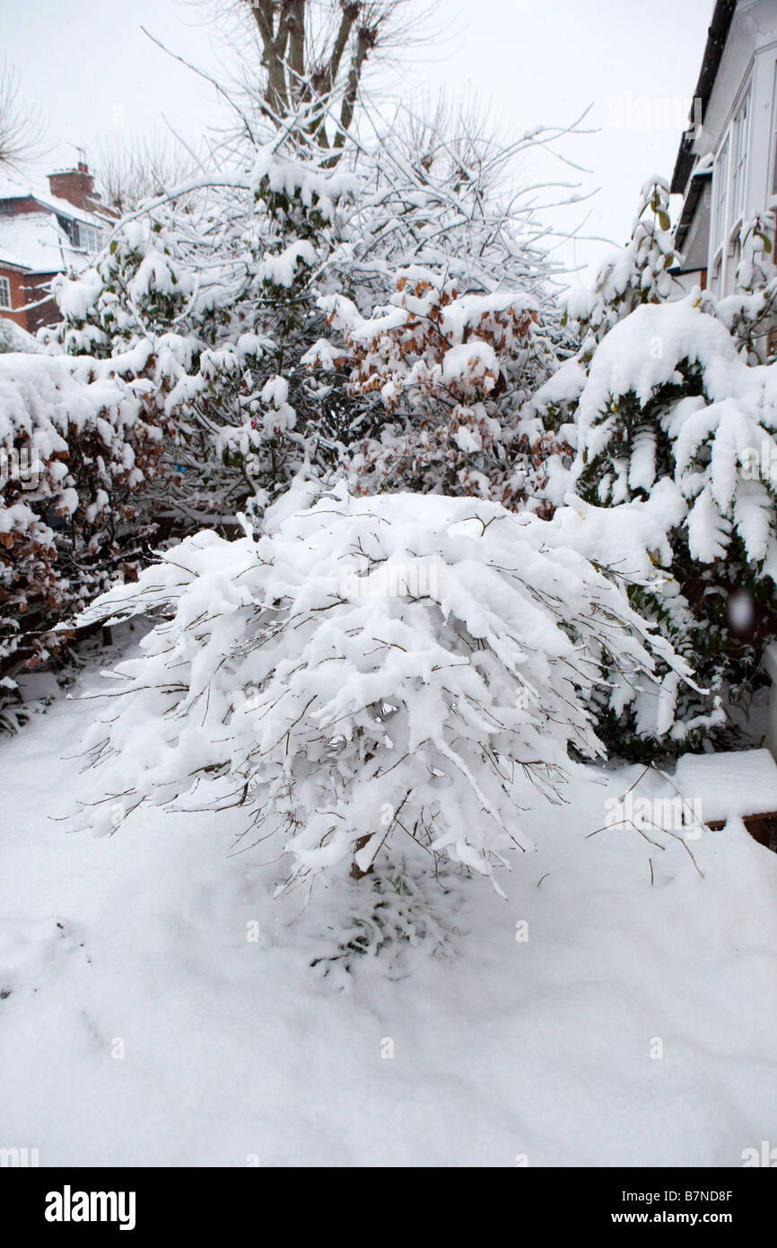 Vista dei giardini suburbana coperto di neve il 2 febbraio 2009 il più pesante la caduta di neve a Londra per 18 anni Foto Stock