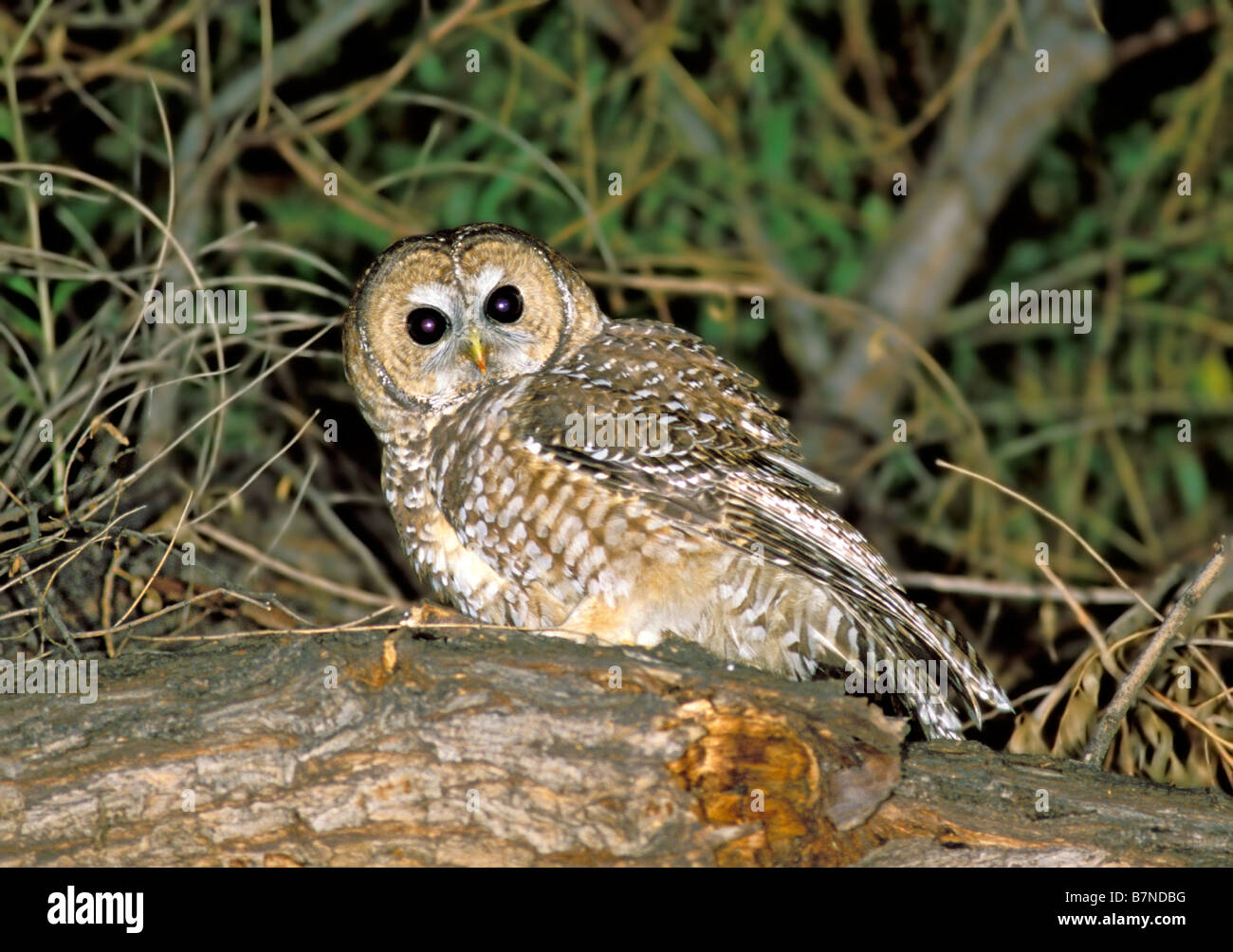 Spotted Owl Strix occidentalis Tucson Pima County Arizona Stati Uniti novembre adulto titonidi Foto Stock