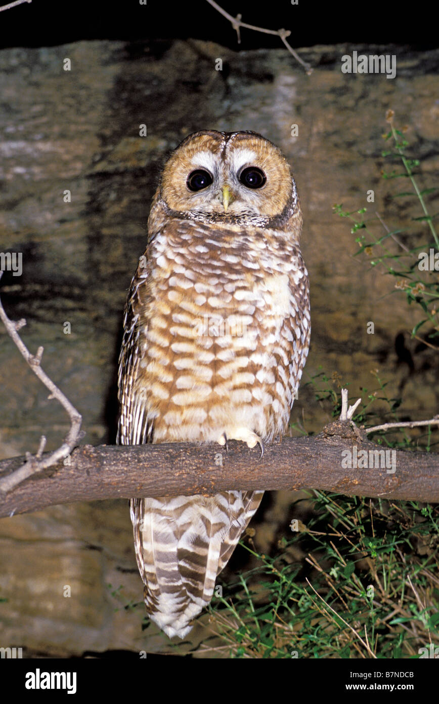Spotted Owl Strix occidentalis Tucson Pima County Arizona Stati Uniti novembre adulto titonidi Foto Stock