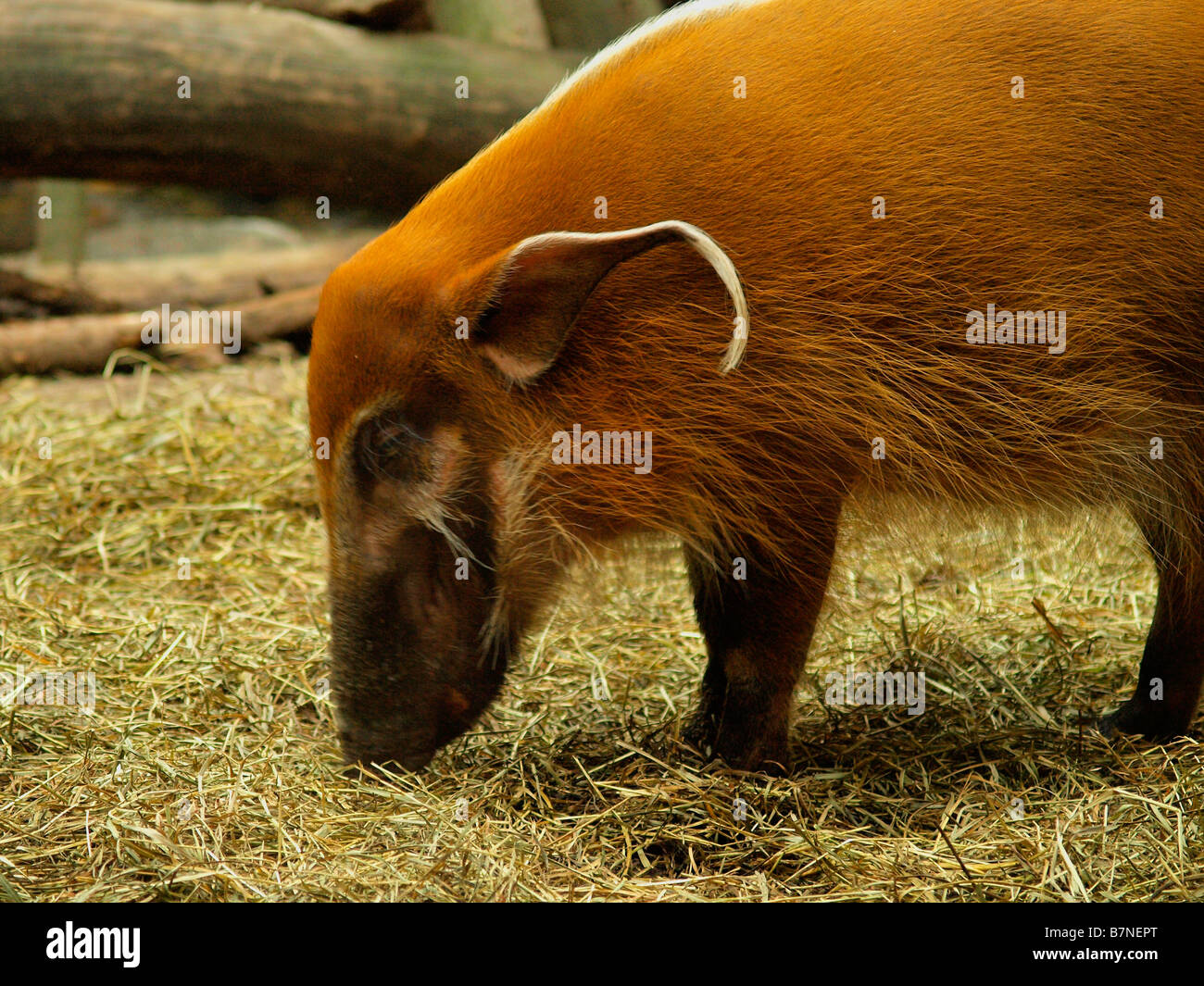 Red River Hog (Potamochoerus porcus) presso il Bronx Zoo. Foto Stock