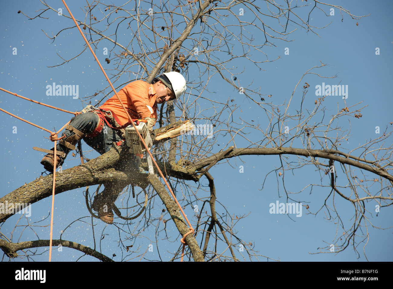 Boscaioli tritare giù un albero Foto Stock