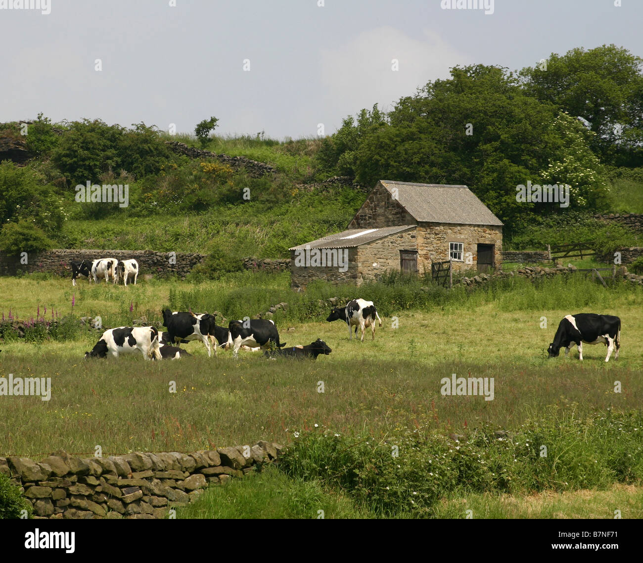 Vacche su un U.K. dairy farm. Foto Stock
