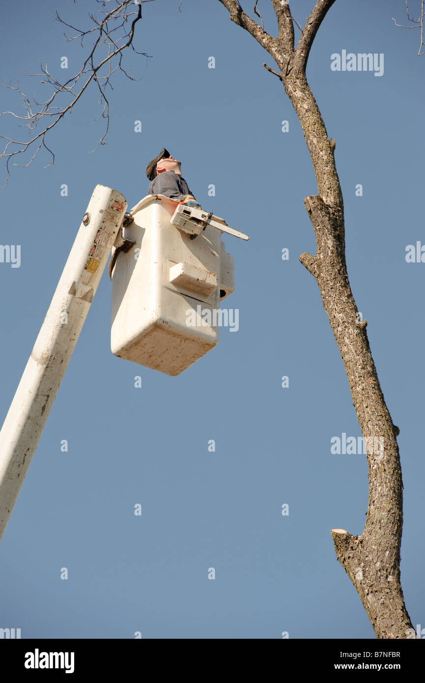 Boscaioli tritare giù un albero Foto Stock