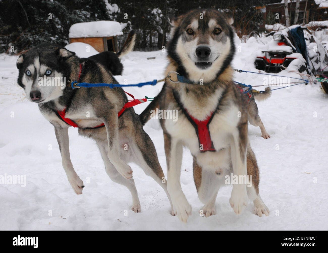 Un team di sleddogs, imbrigliato e pronto per l'esecuzione. Foto Stock