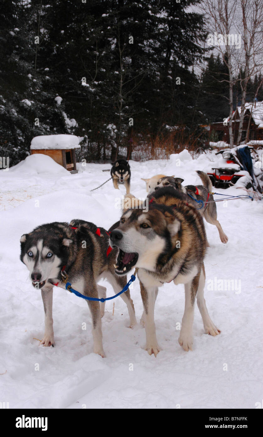 Un team di sleddogs, imbrigliato e pronto per l'esecuzione. Foto Stock