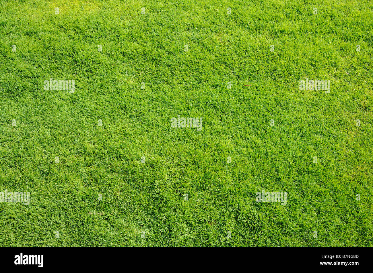 Prato verde, grande per background e texture Foto Stock