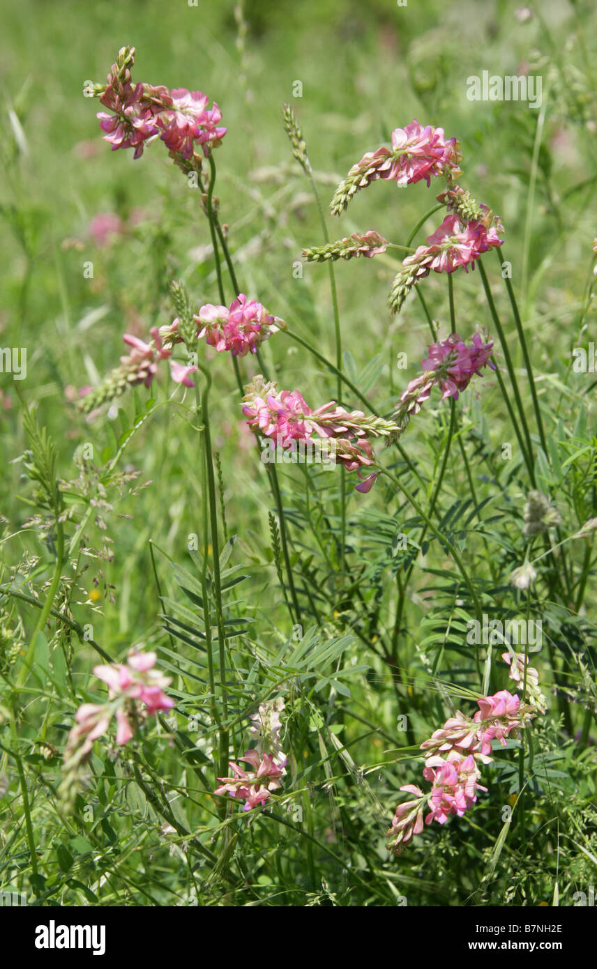 Sainfoin, Onobrychis viciifolia, Fabaceae Foto Stock
