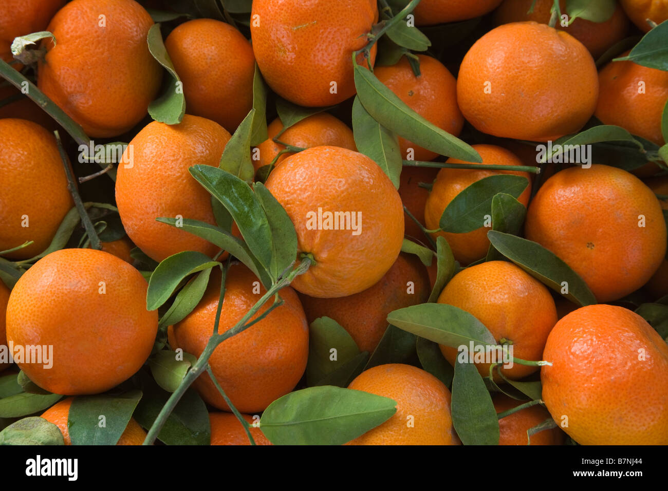 Raccolte di mandarini 'Murcott" varietà. Foto Stock