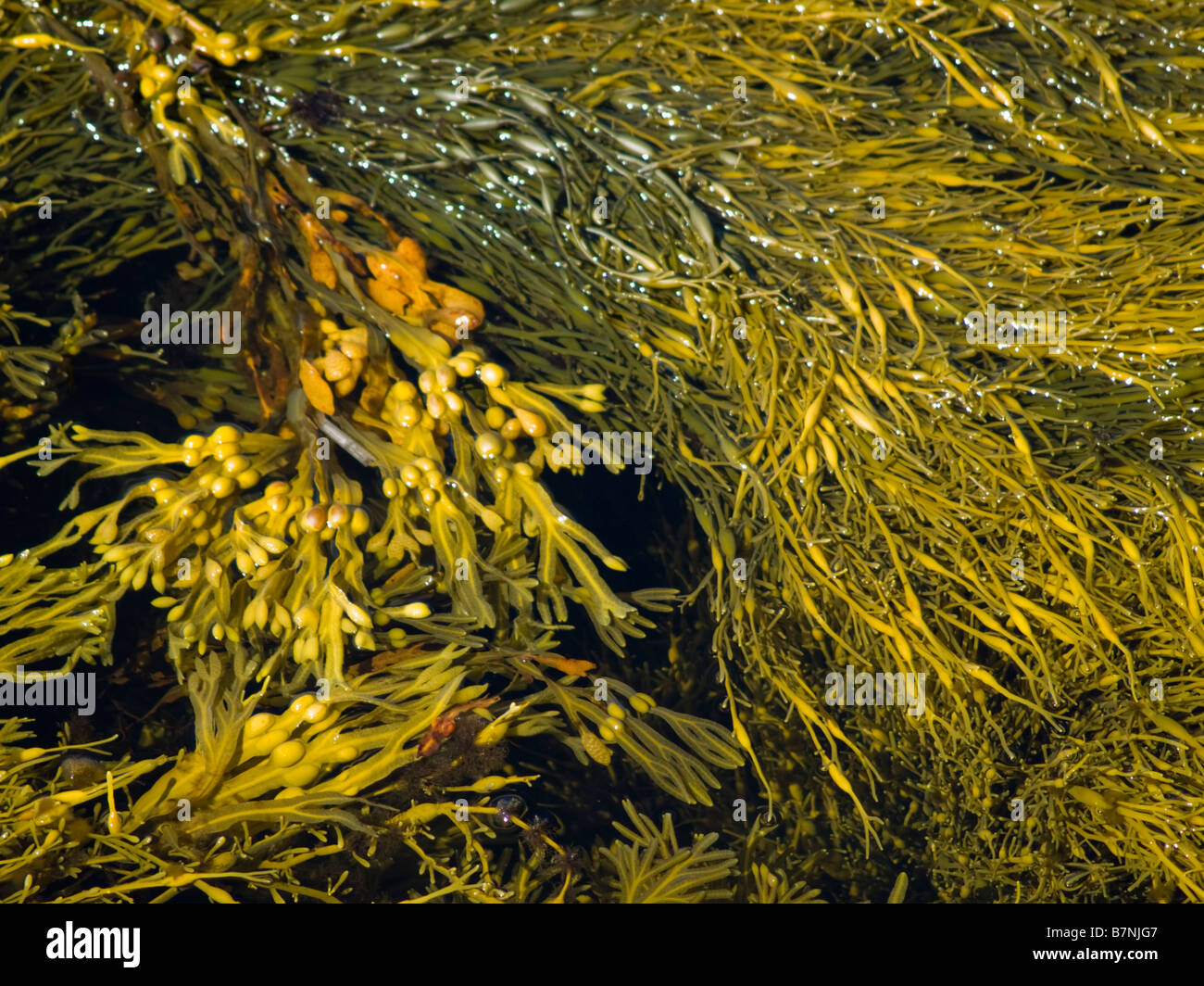(Alga marina Ascophyllum nodosum) a Prospect Bay - Nova Scotia, Canada Foto Stock