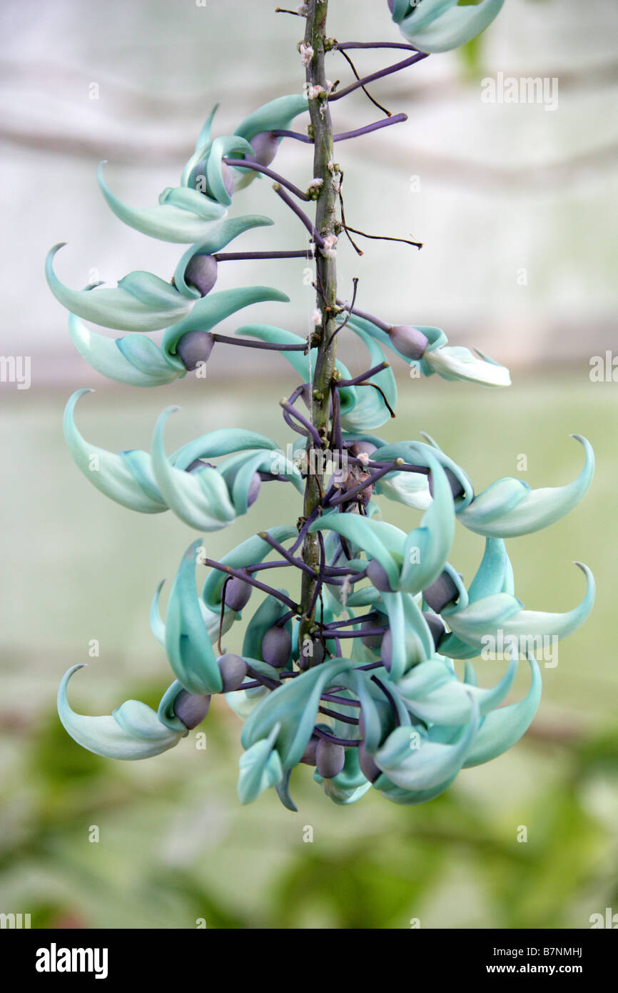 Il Jade Vine Strongylodon macrobotrys, Fabaceae, Filippine, Sud-est asiatico Foto Stock