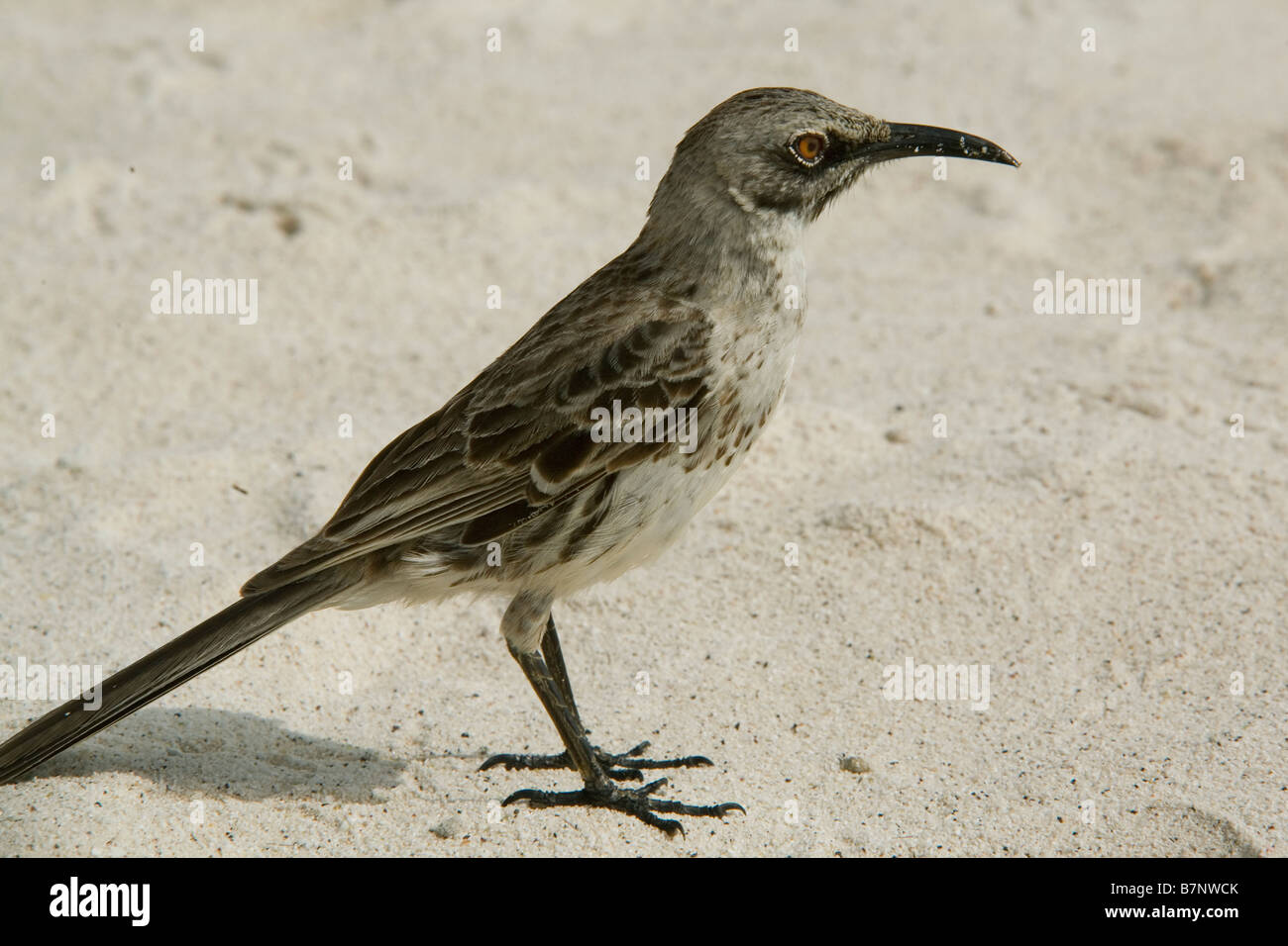 Il cofano Mockingbird, Ecuador Galapagos, all'Isola Espanola Foto Stock