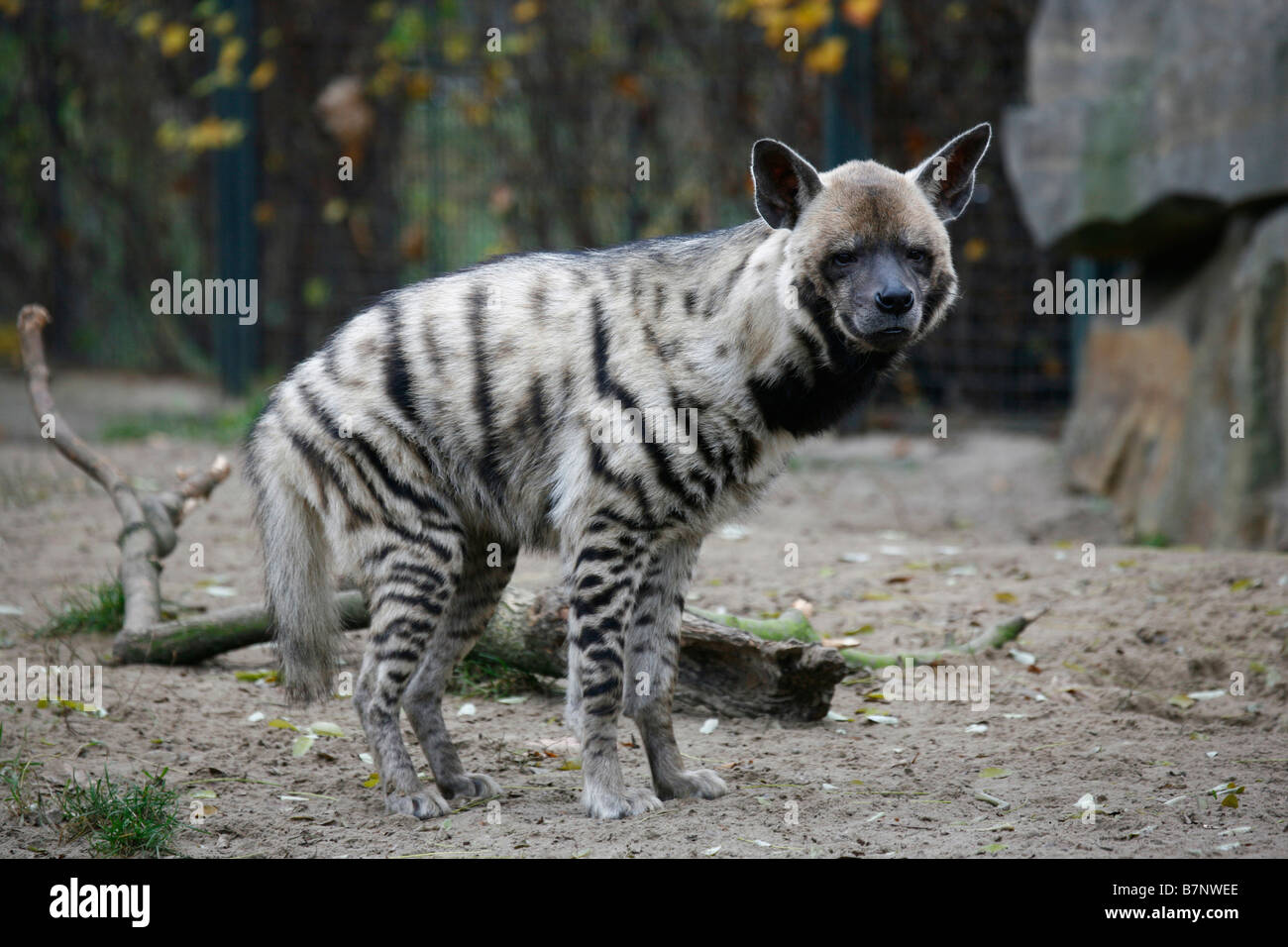 Striped Iena Crocuta hyaena maschio a uno zoo Foto Stock