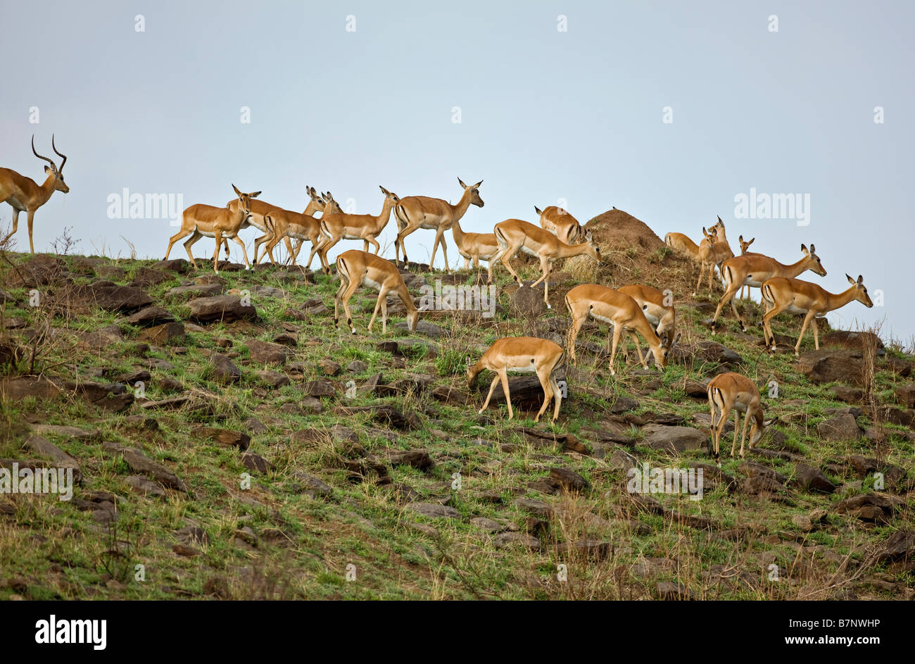 Africa, Kenia Masai Mara, Narok distretto. Una mandria di impala nella Riserva Nazionale di Masai Mara del Kenya meridionale Foto Stock