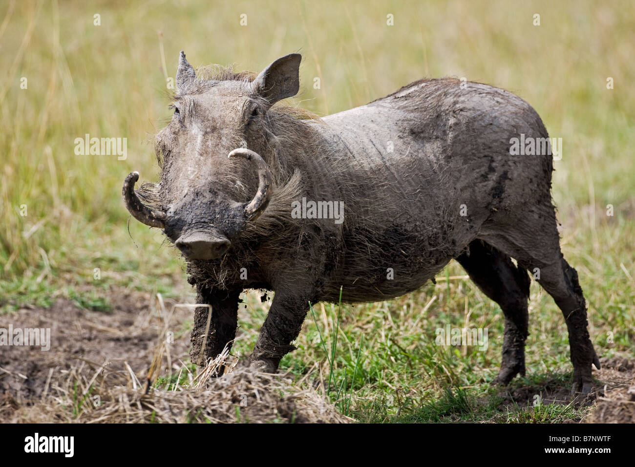 Africa, Kenia Masai Mara. Distretto Narok, un warthog con belle zanne nel Masai Mara riserva nazionale del Kenya meridionale. Foto Stock