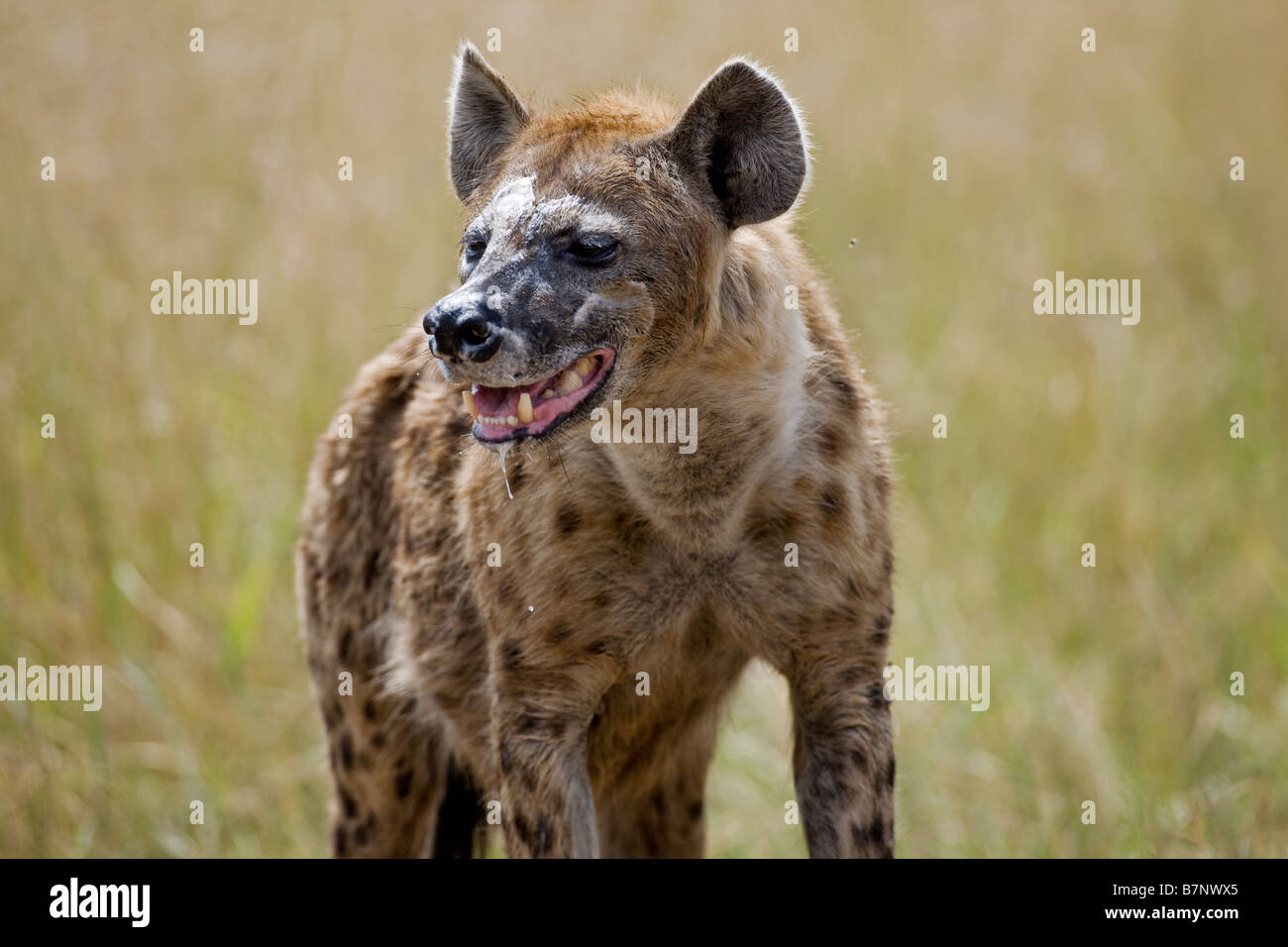 Africa, Kenia Masai Mara, Narok distretto. Un spotted hyena nel Masai Mara riserva nazionale del Kenya meridionale. Foto Stock