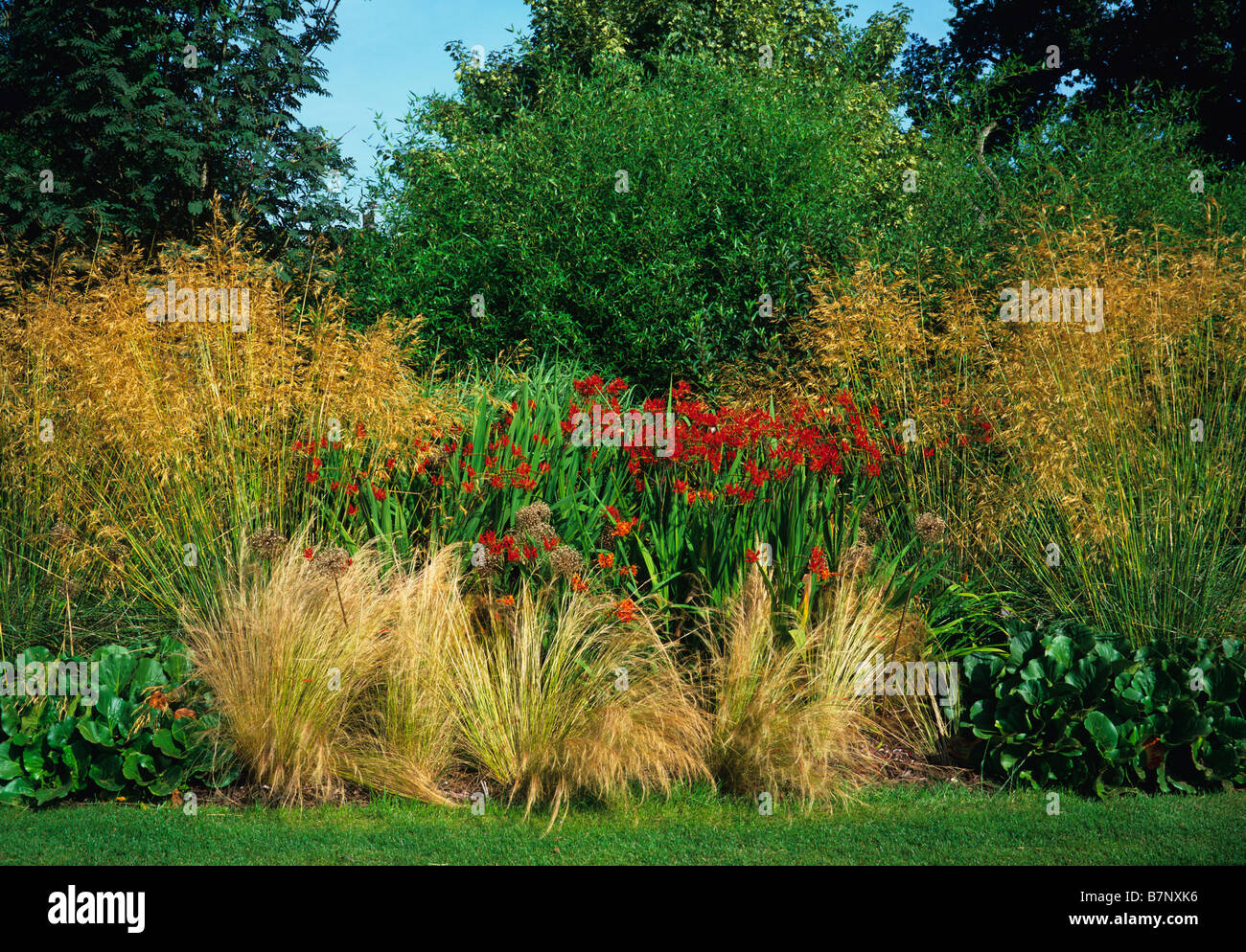 Crocosmia Lucifer con display di erbe al Cotswold Wildlife Park Foto Stock