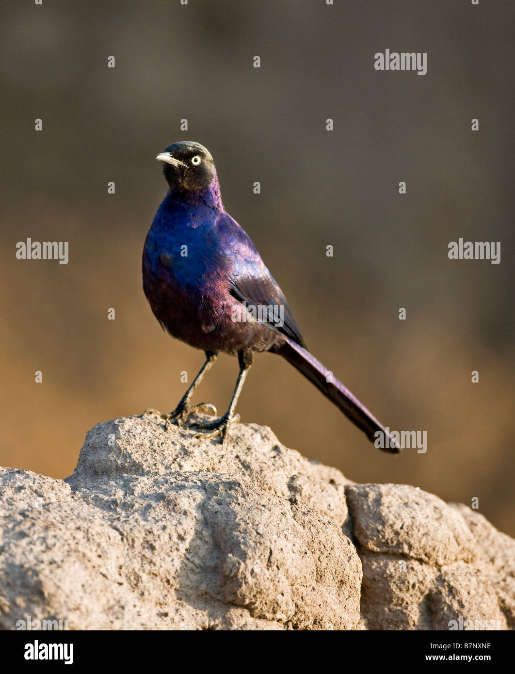Africa, Kenia Masai Mara Narok distretto. Un Ruppell di lungo-tailed starling nella Riserva Nazionale di Masai Mara del Kenya meridionale Foto Stock