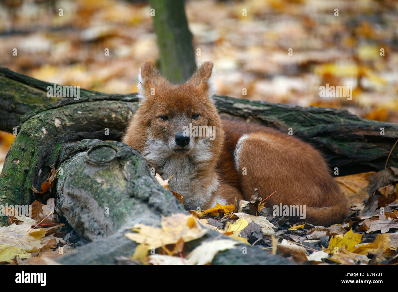 Dhole, Red Dog, asiatico cane selvatico (Cuon alpinus) che giace tra foglie di autunno Foto Stock