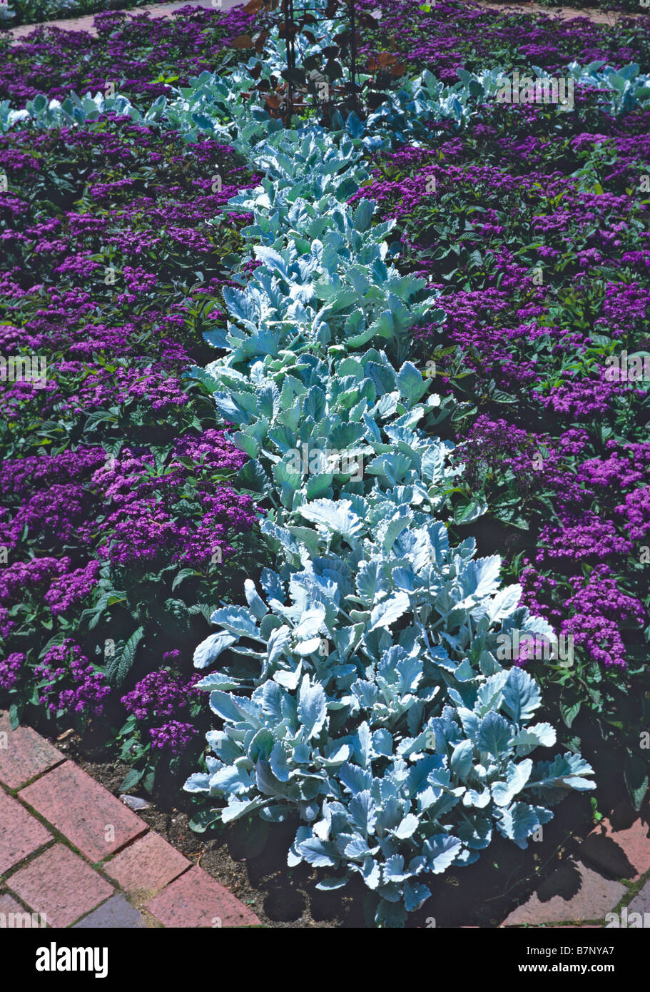 La piantagione di senecio cineraria Cirrus con Marine Heliotrope at Wisley Foto Stock