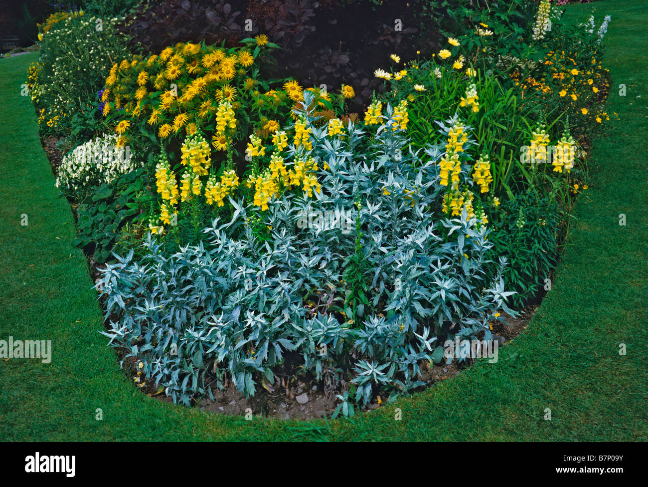 Antirrhinums giallo con Artemisia Valerie Finis a Holehird Gardens Foto Stock