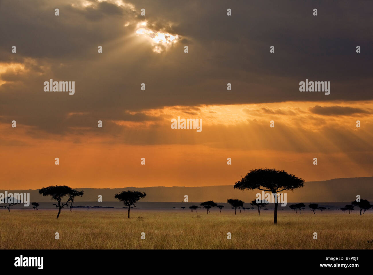 Africa, Kenia Masai Mara, Narok distretto. Nel tardo pomeriggio la luce nella Riserva Nazionale di Masai Mara del Kenya meridionale. Foto Stock