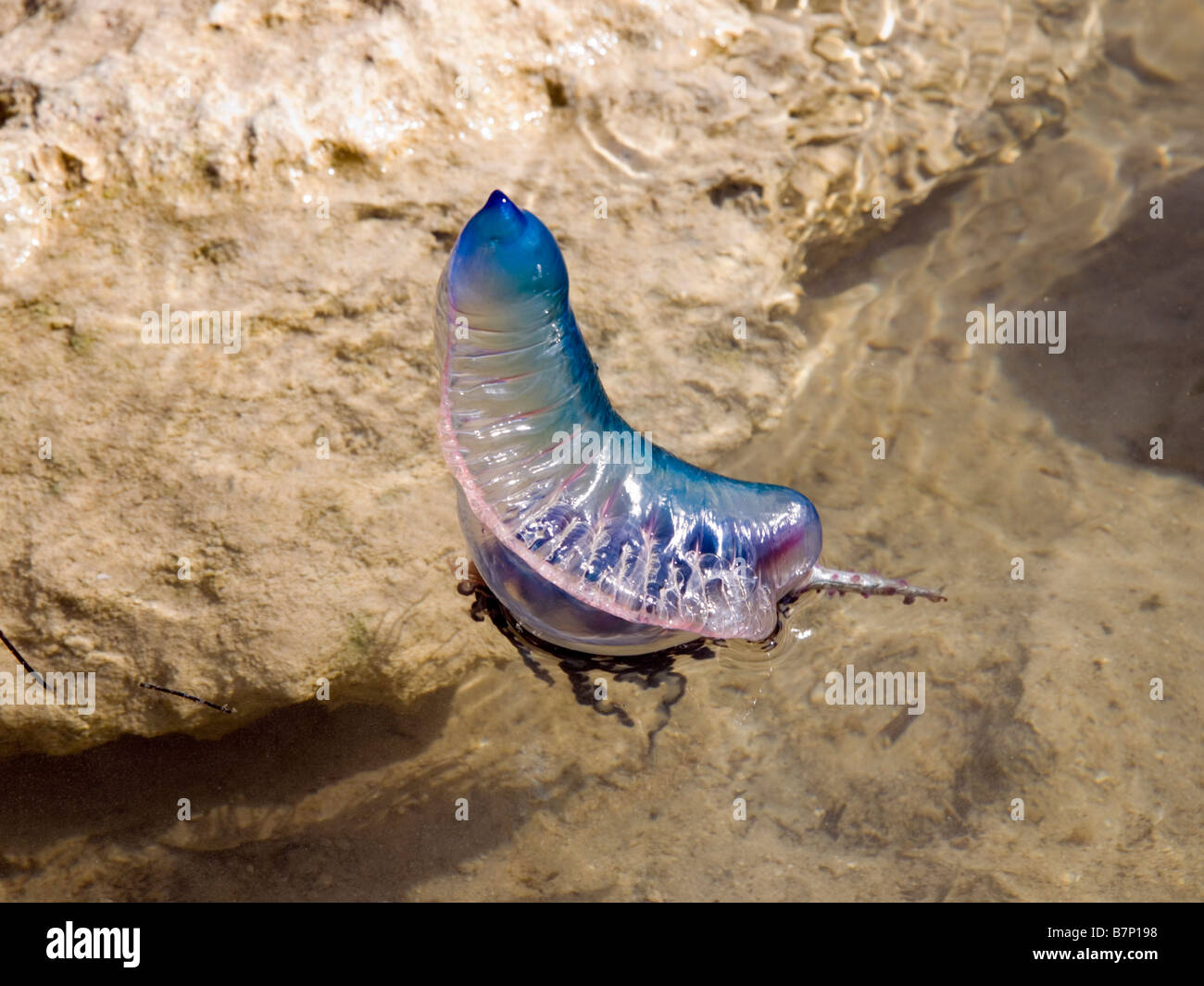 Il portoghese uomo di guerra medusa Physalia physalis oceano Atlantico Foto Stock