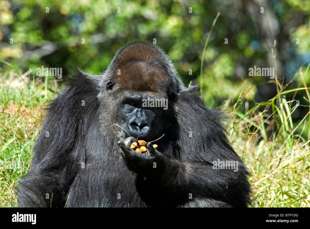 W pianura gorilla Gorilla gorilla gorilla Oklahoma City zoo di Oklahoma USA Foto Stock