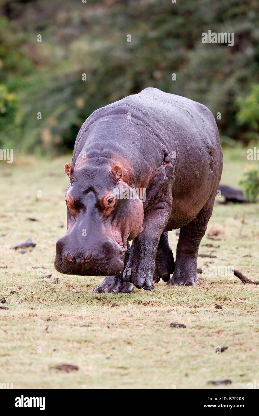 Vecchio ippopotamo Hippopotamus amphibius sulla terra asciutta di Manyara in Tanzania Foto Stock