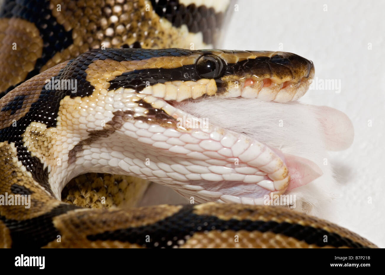 Il Pet Royal Python Python regius mangiare mouse bianco Foto Stock