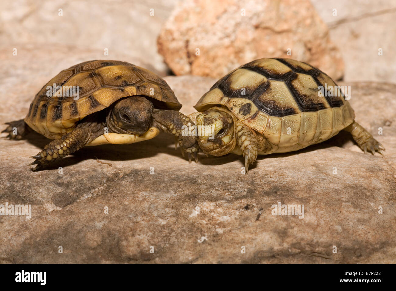 I capretti Hermann s verso sinistra Testudo hermanni e destra Marginated Testudo marginata tartarughe Peloponneso Grecia Foto Stock