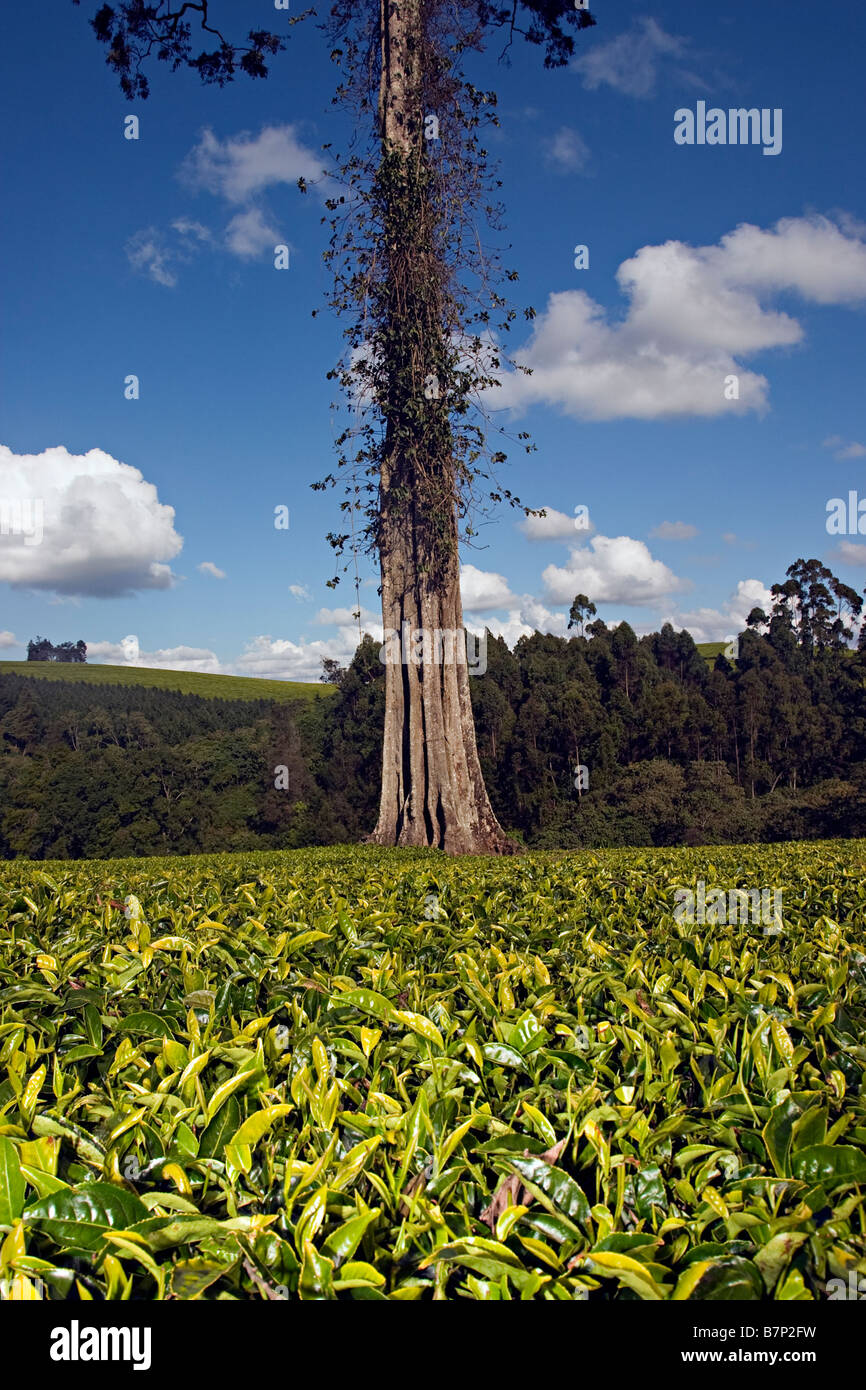 La piantagione di tè. Limuru, Rift Valley, in Kenya. Foto Stock