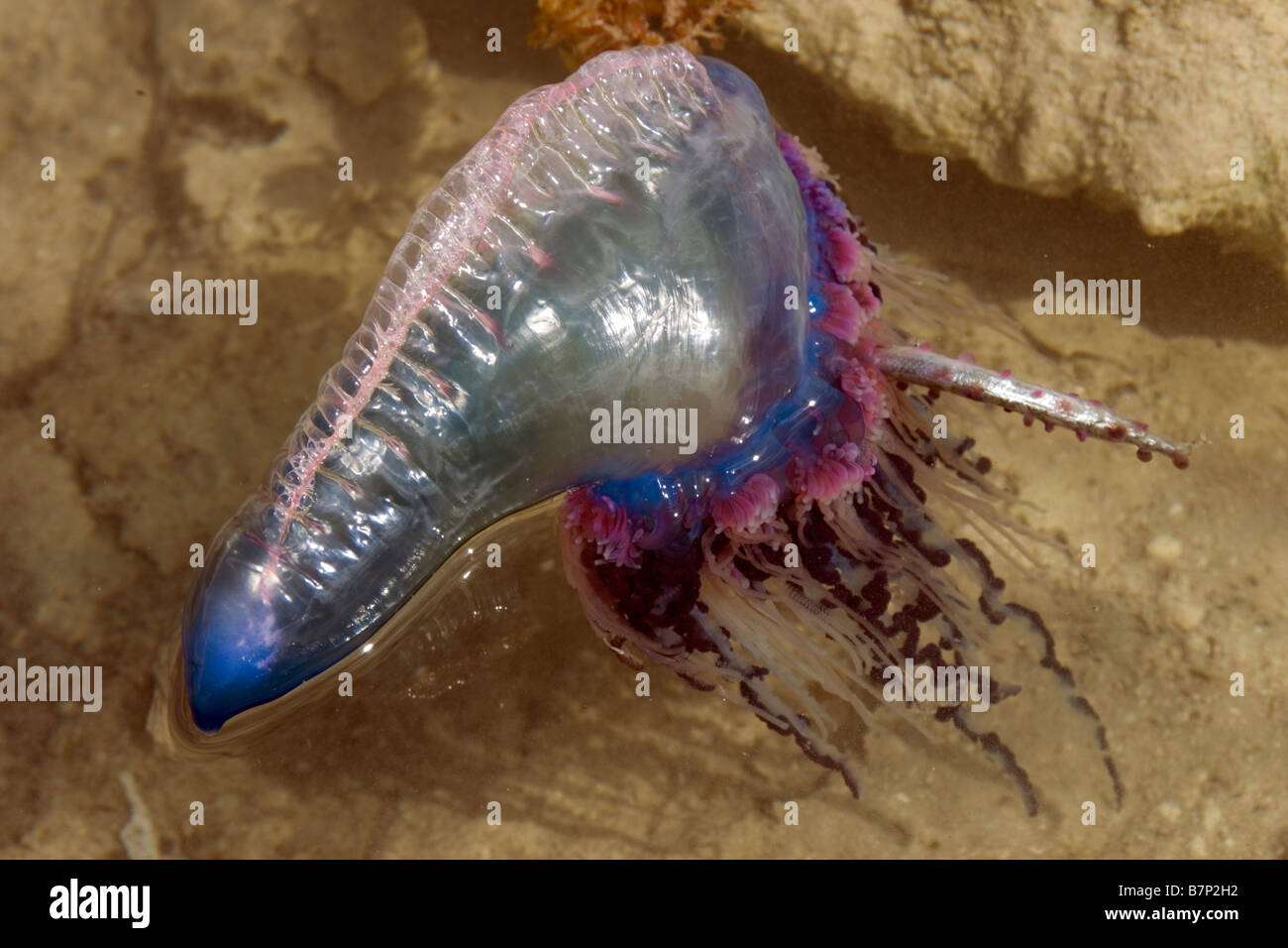 Il portoghese uomo di guerra medusa Physalia physalis oceano Atlantico. Foto Stock