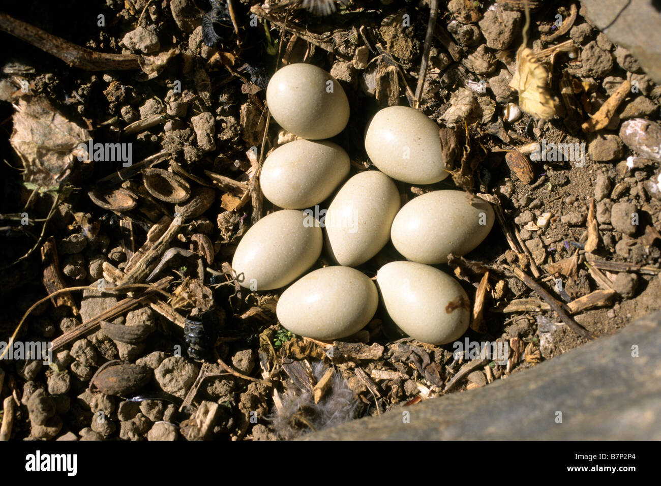 Upupa (Upupa epops), frizione Foto Stock